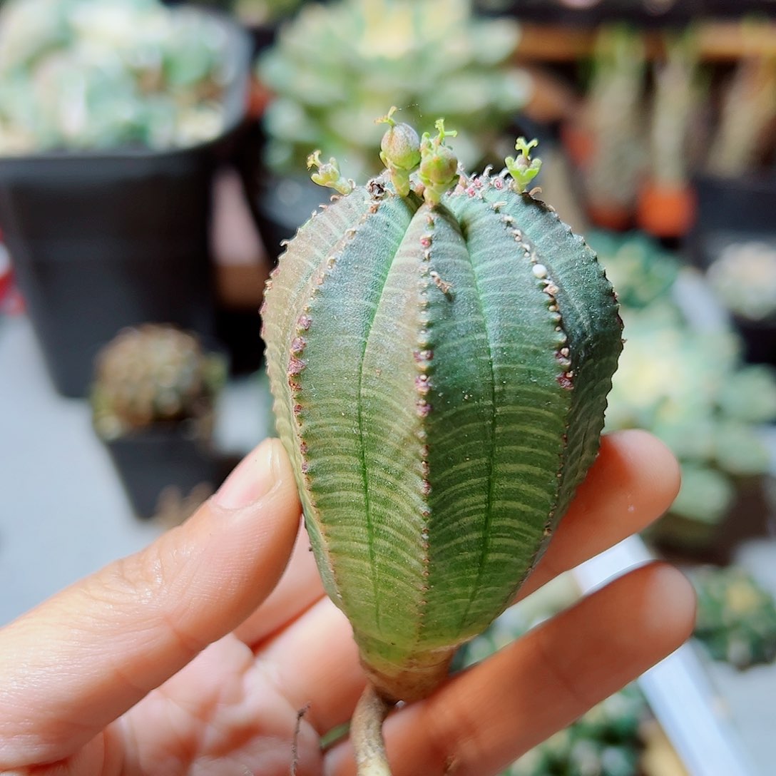 天***.晚12号实生布纹球4.2公分