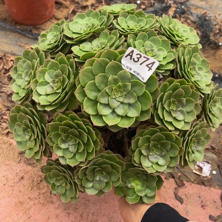 万圣节多肉植物374.