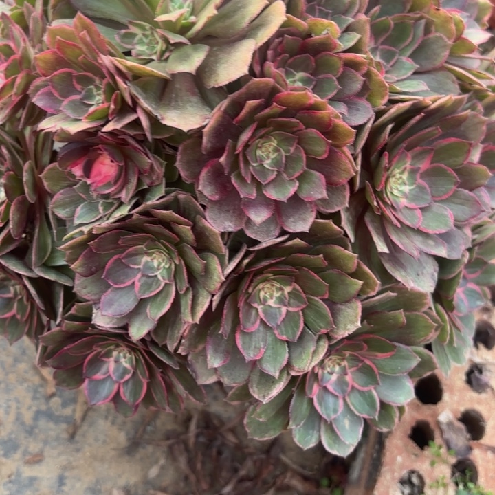 莲花座多肉法师不包损70