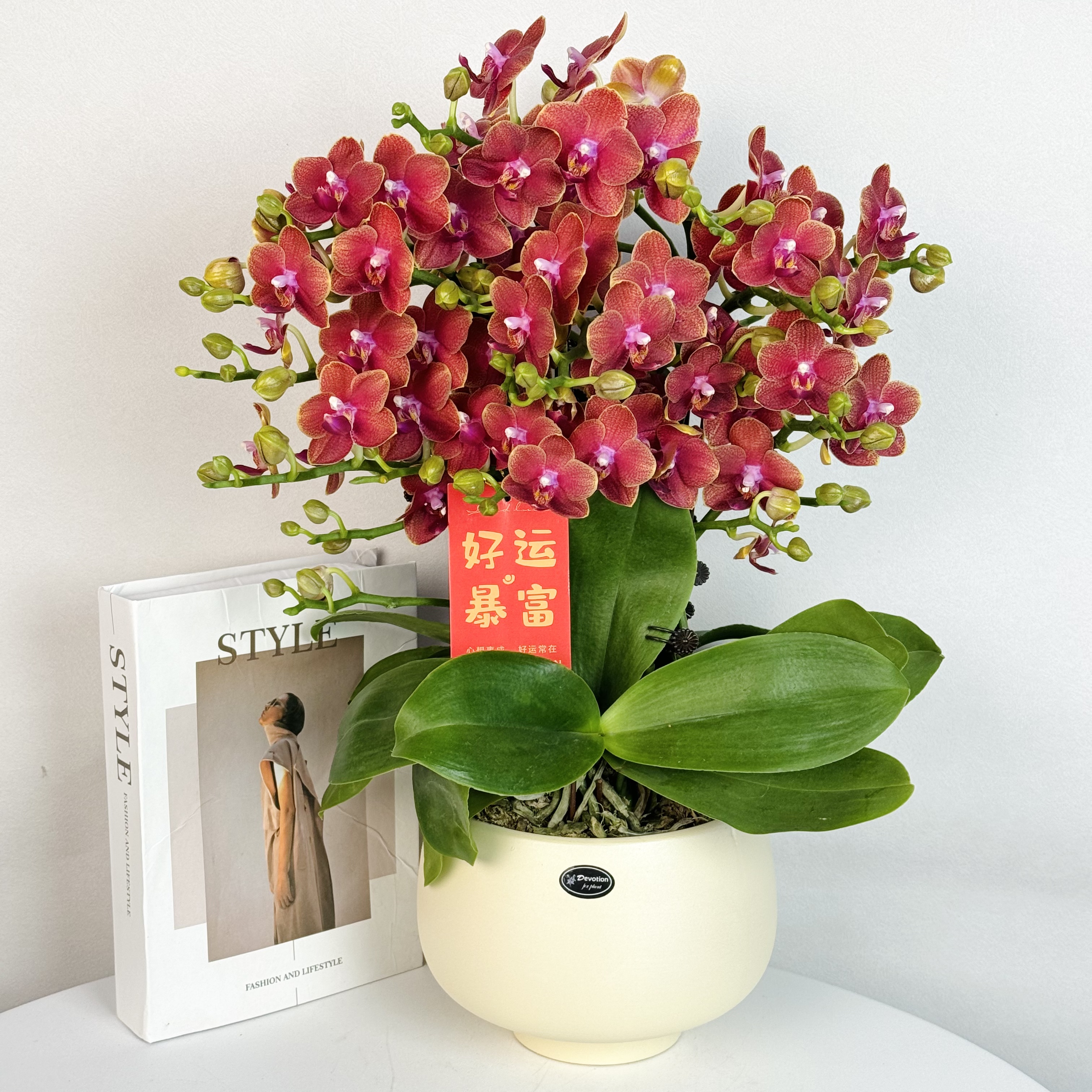 蝴蝶兰【心想事橙】浓香型蜡质花爱马仕橙色喜庆高级感花期长 4-6