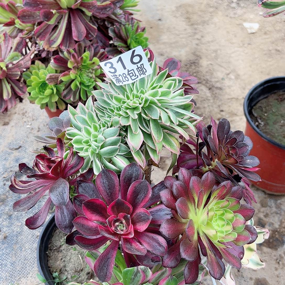 A. 316嫁接树多肉1111