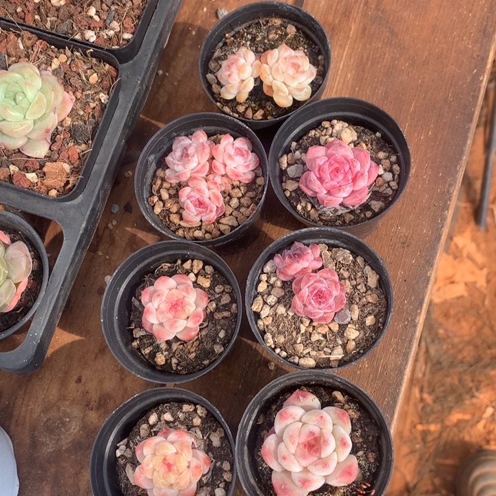 小精控溏心一物一拍