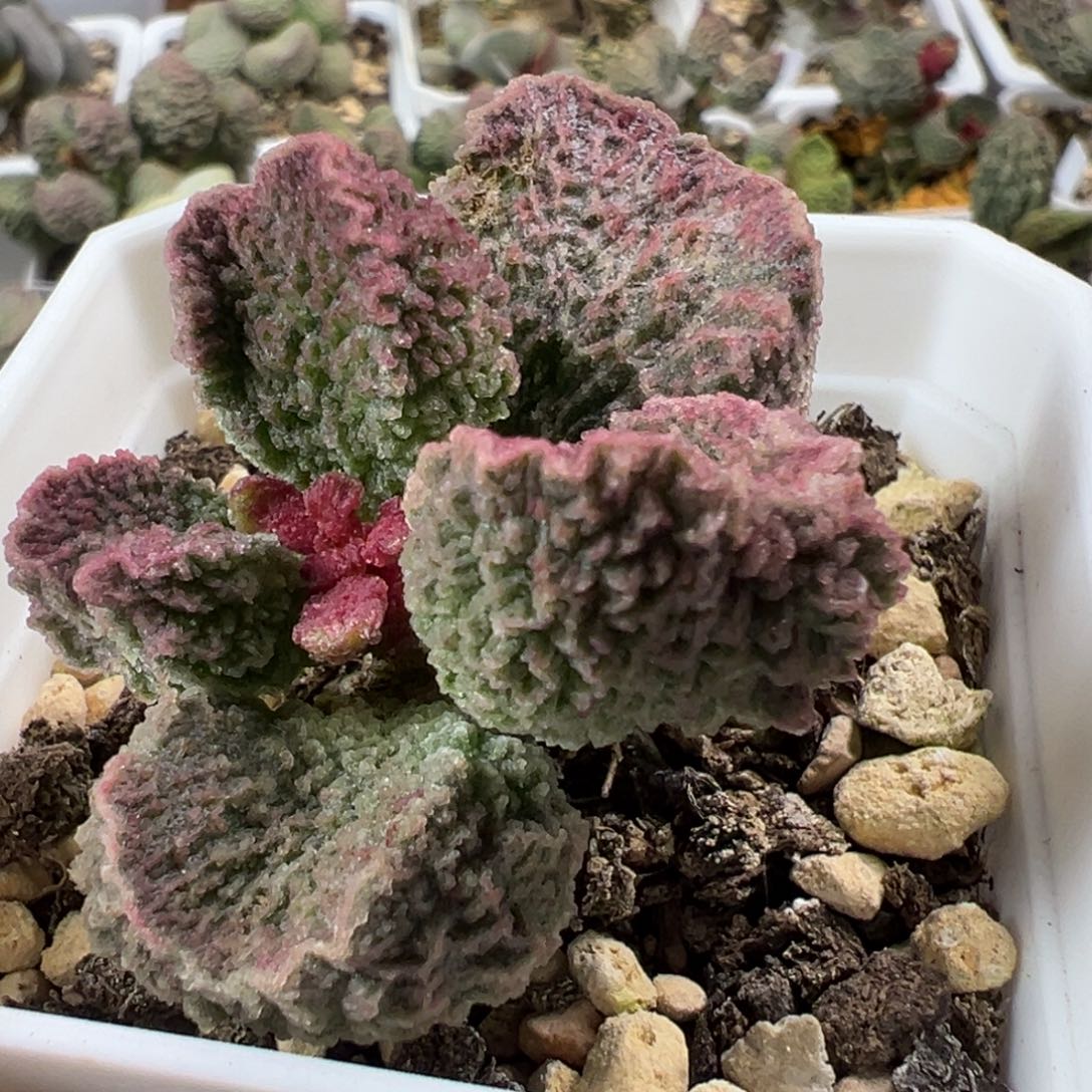 橘粉蝴蝶结单头纯木质桩