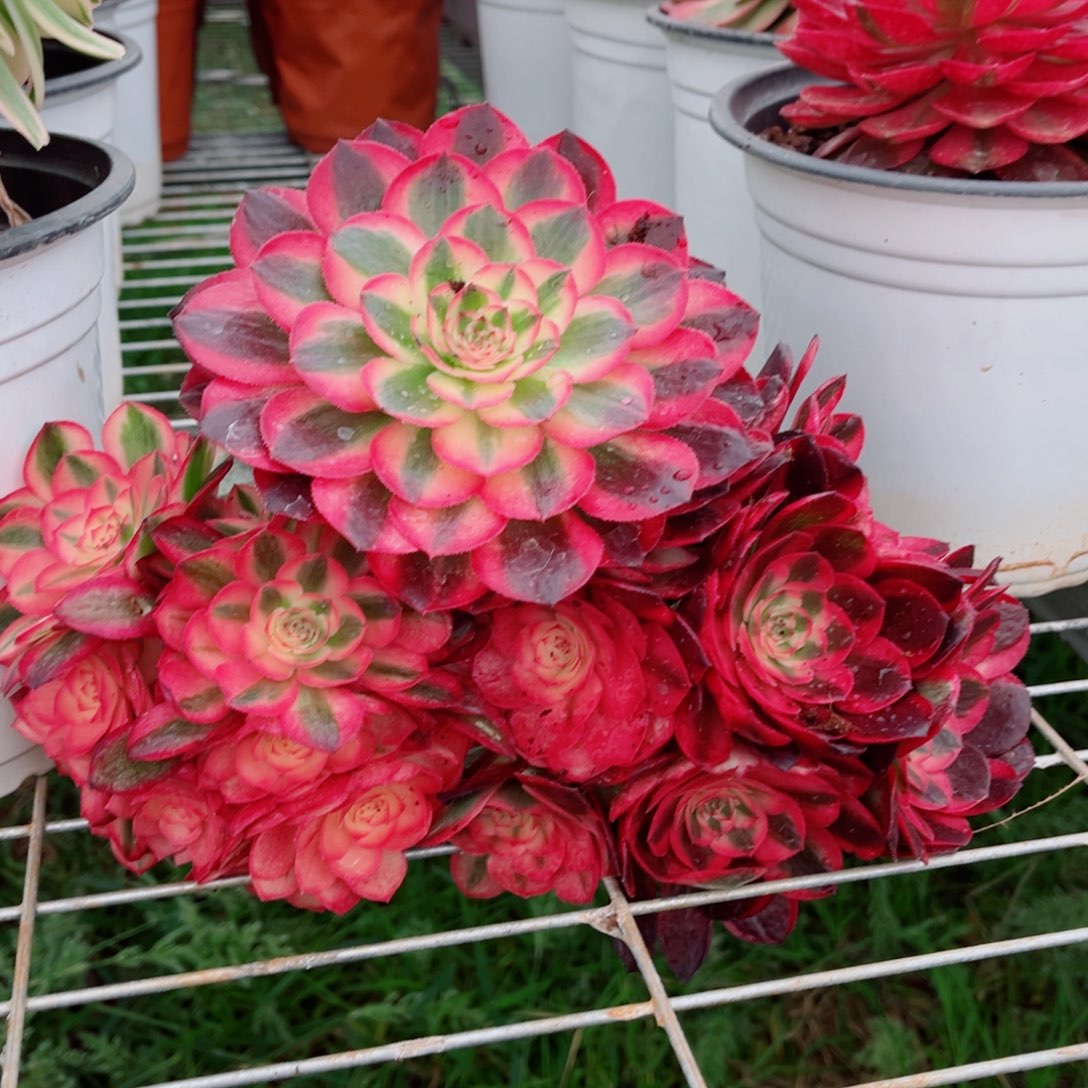 荔枝组合量拍多肉法师一个