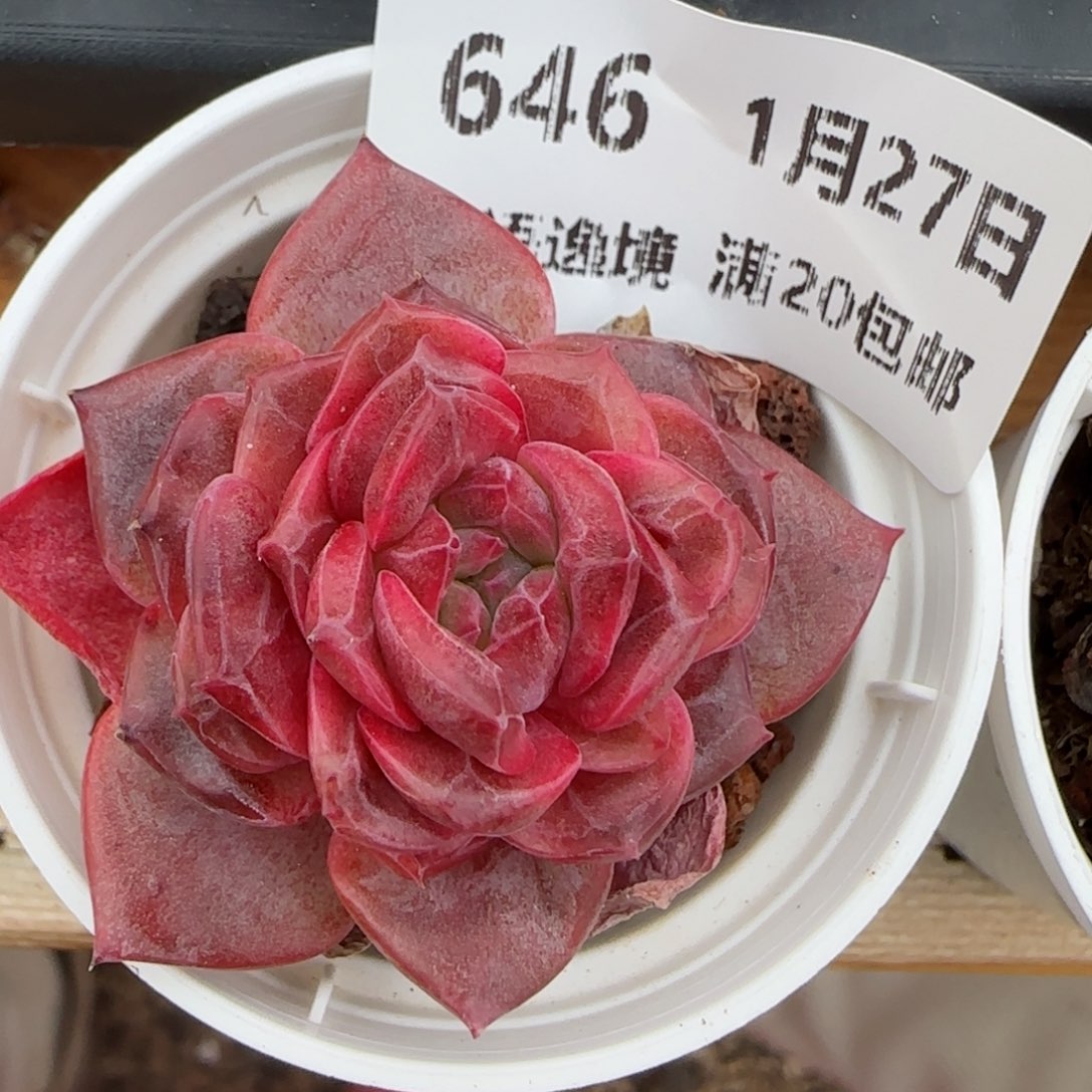 花语逸镜0127-646