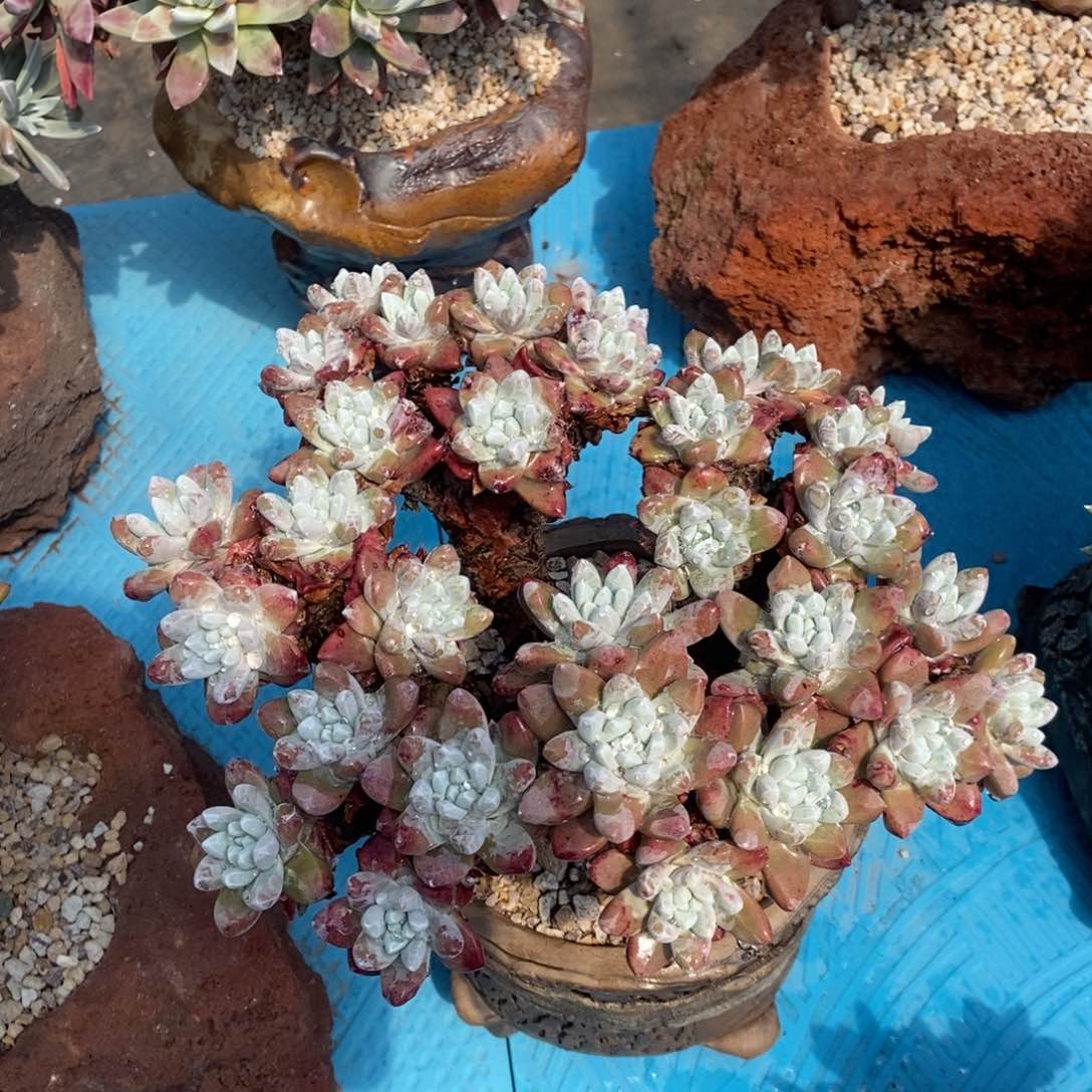 格瑞内杂拇指多肉植物