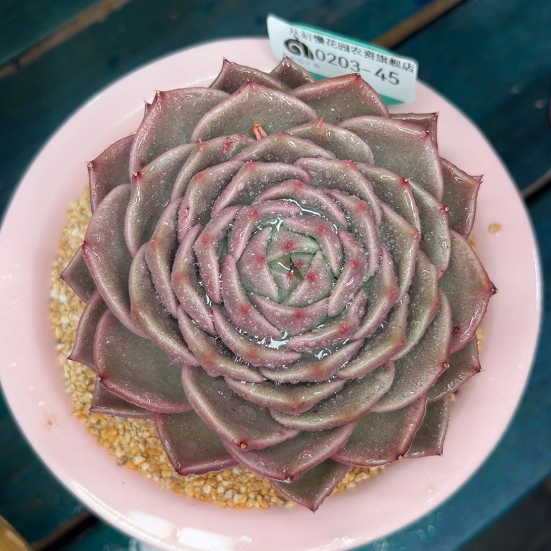 多肉一物一拍0203-45