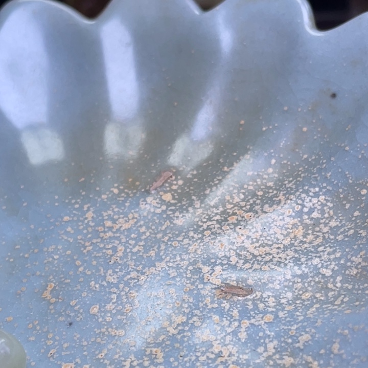 野***熊瓷片瓷器瓷器瓷器瓷器