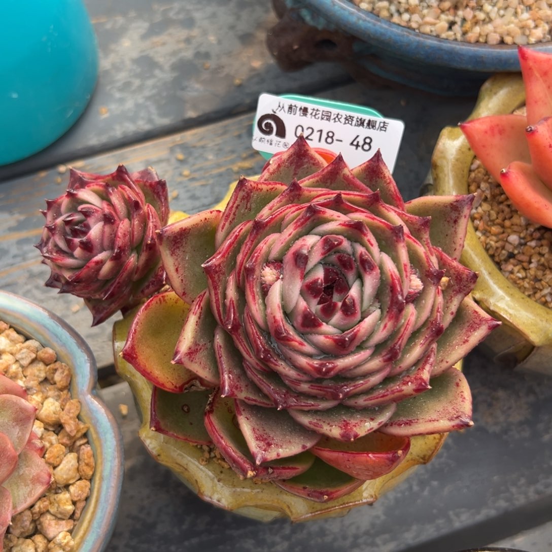 多肉一物一拍0218-48