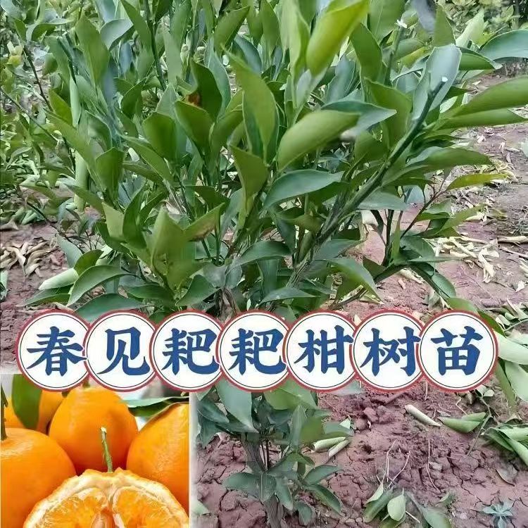 四川正宗耙耙柑果树水果树苗果苗苗柑橘苗南北方种植盆栽地栽位置
