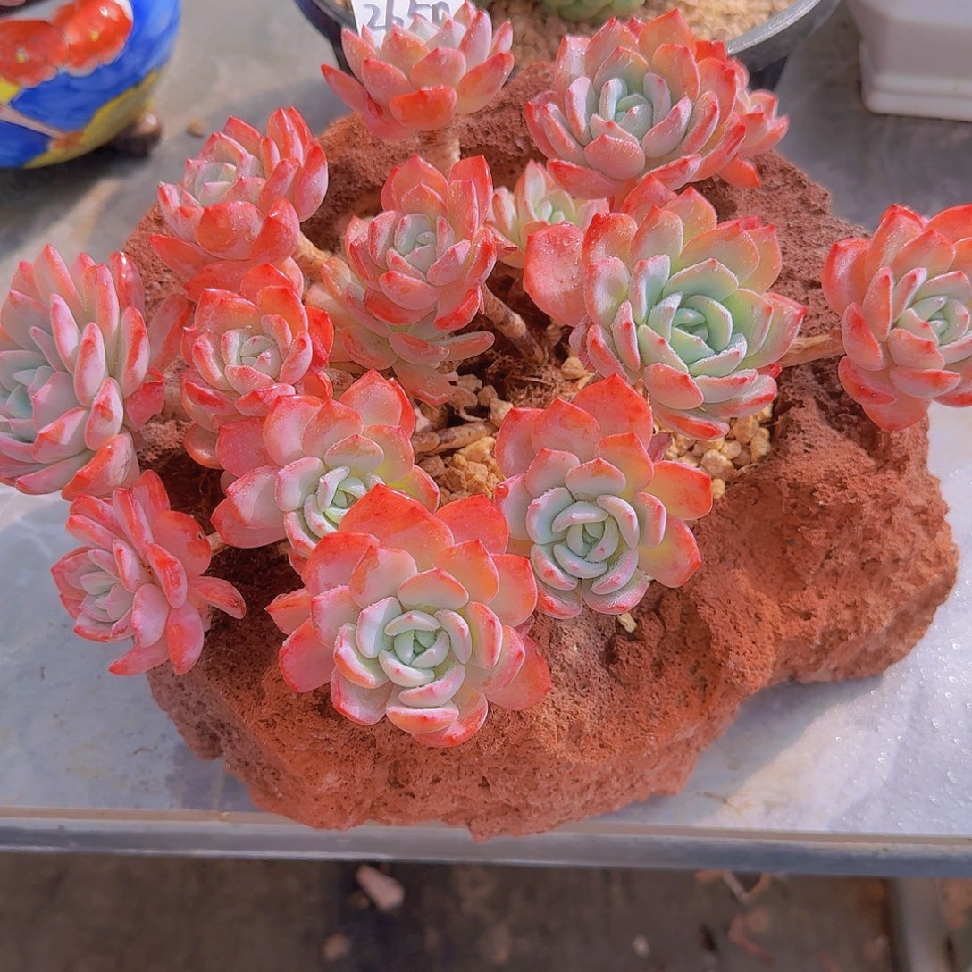 2650冷橙多肉植物