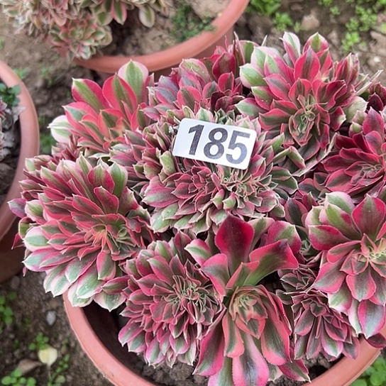 兰***姐多肉植物一个女巫185