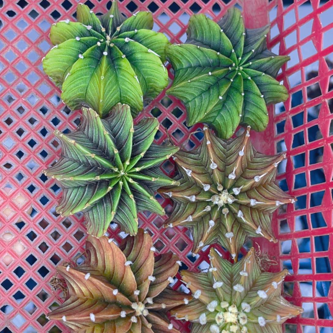 米哈洛维奇 实生肋骨六颗福利