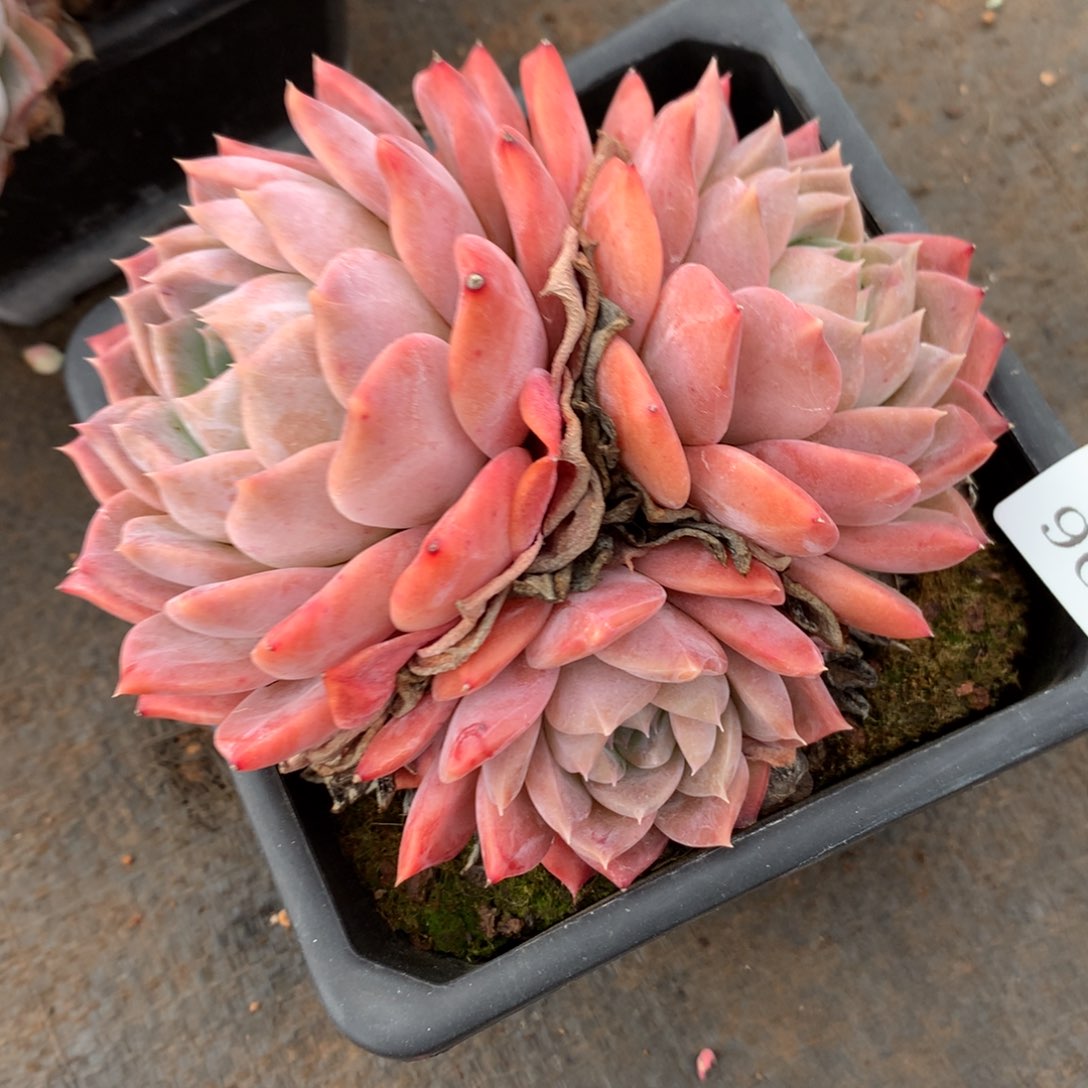 969杂交精品基地13冠