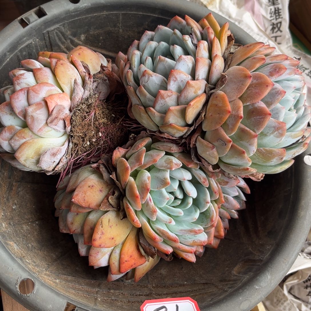 12号新疆西藏内蒙古不包邮