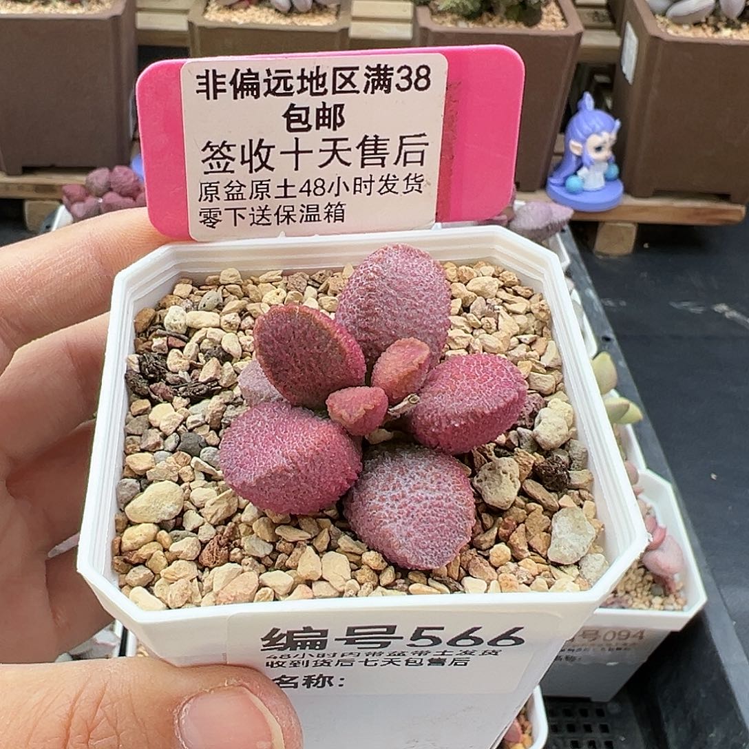 566赛猪肝多肉植物