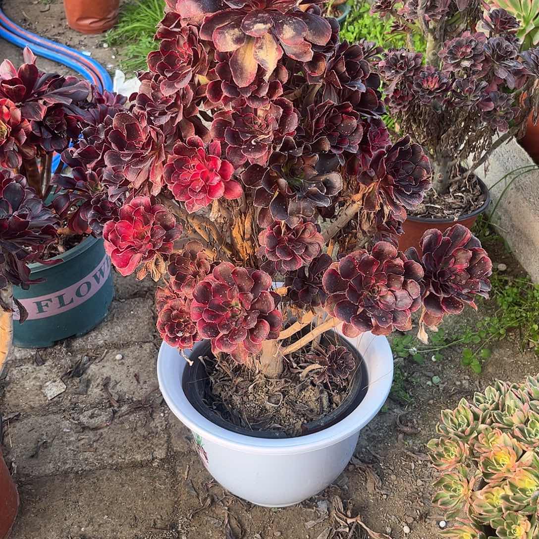 9丽娜法师多肉植物