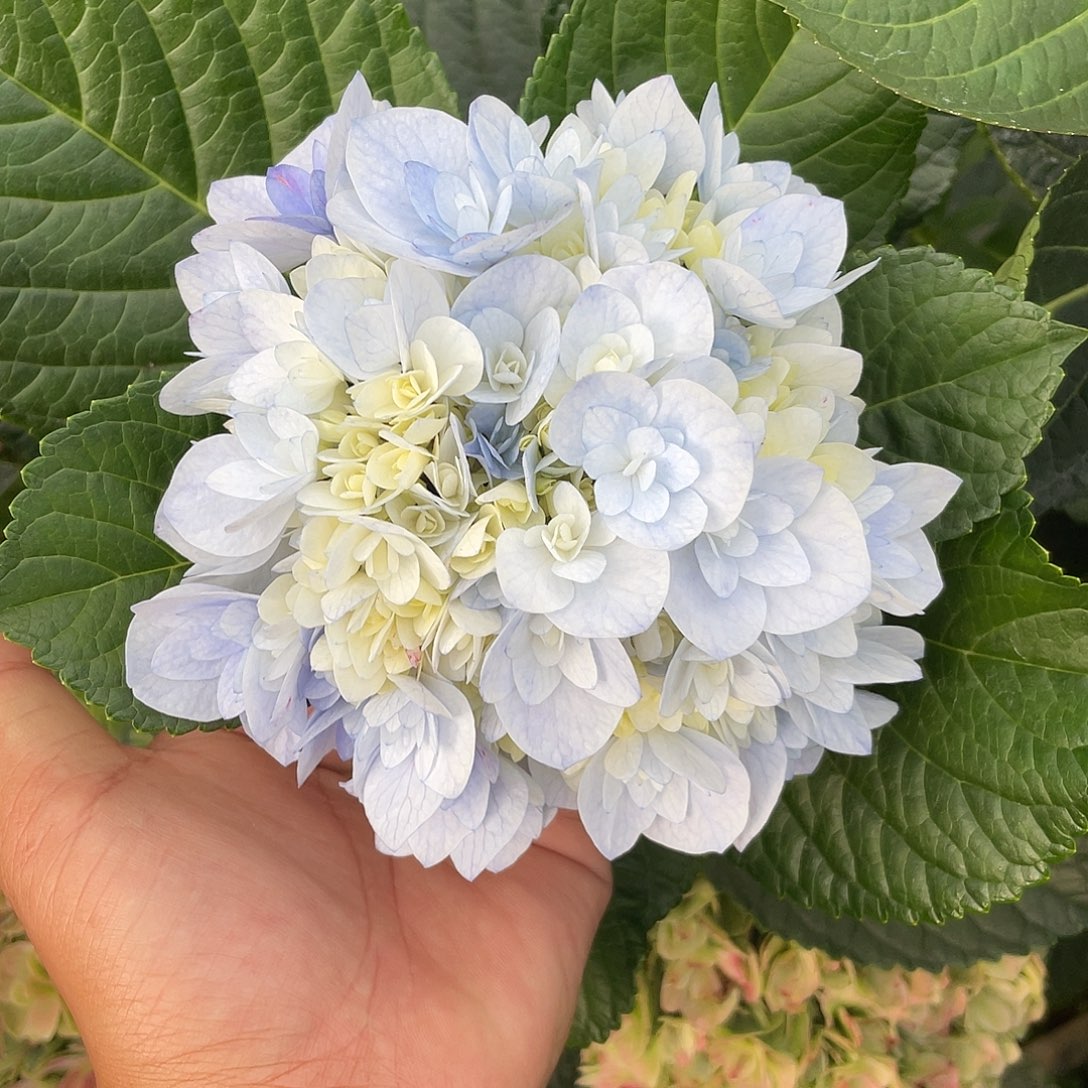 绣球切花一物一拍3枝起包邮，110
