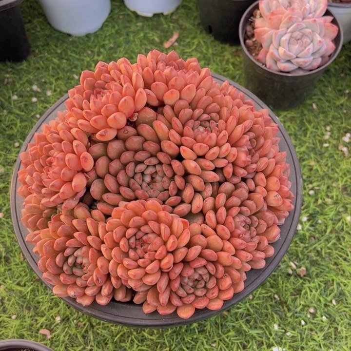 李***?健健康康平平安安