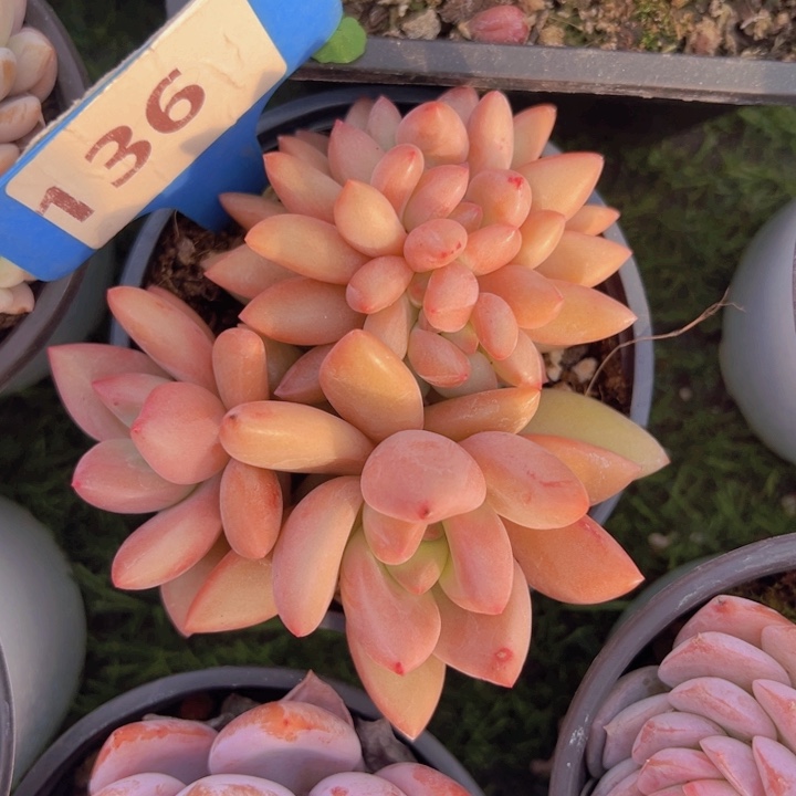 健健康康平平安安