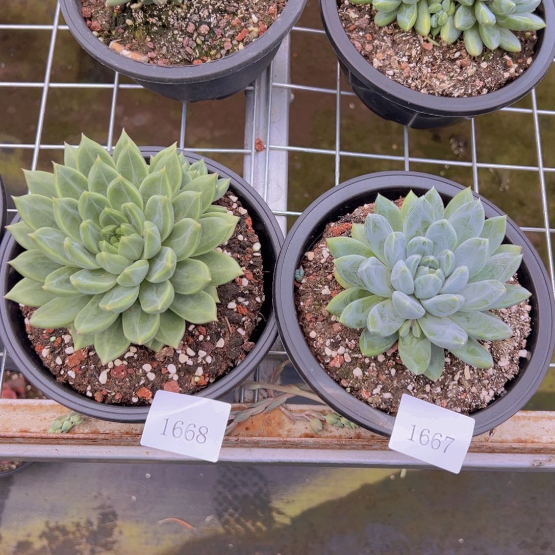 ༺***༻1667.1668两颗