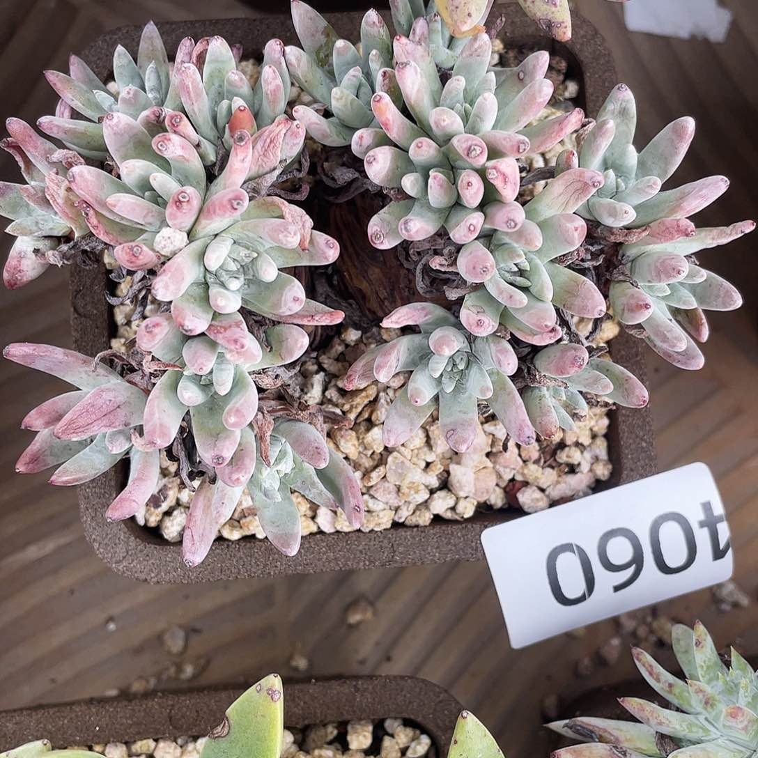白菊杂法瑞老桩4060