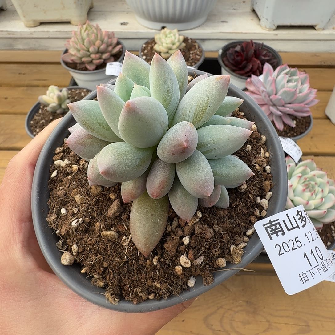 开普敦111112226-110