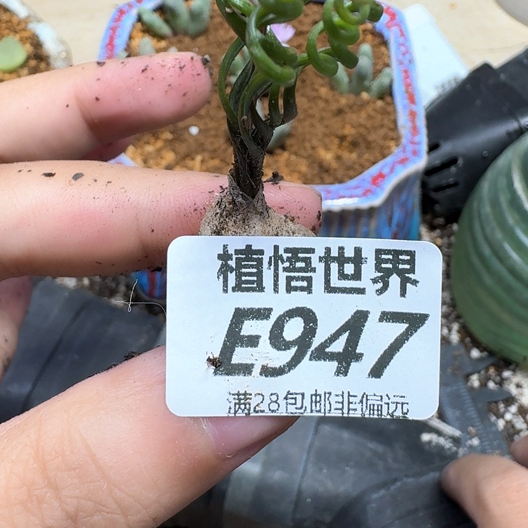 drzwdrzfhhj多肉植物