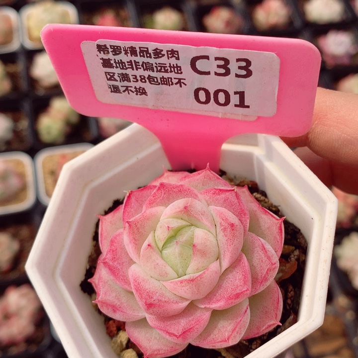 潘多拉5.5cm多肉植物