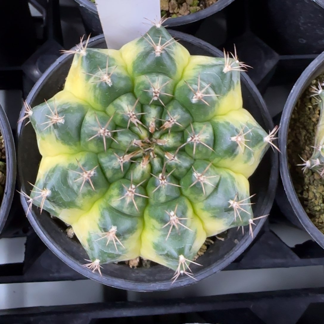 179/0213脱土发奶黄包多肉