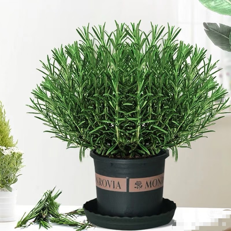 迷迭香盆栽香草水培绿植室内驱蚊四季新鲜用于煎牛排