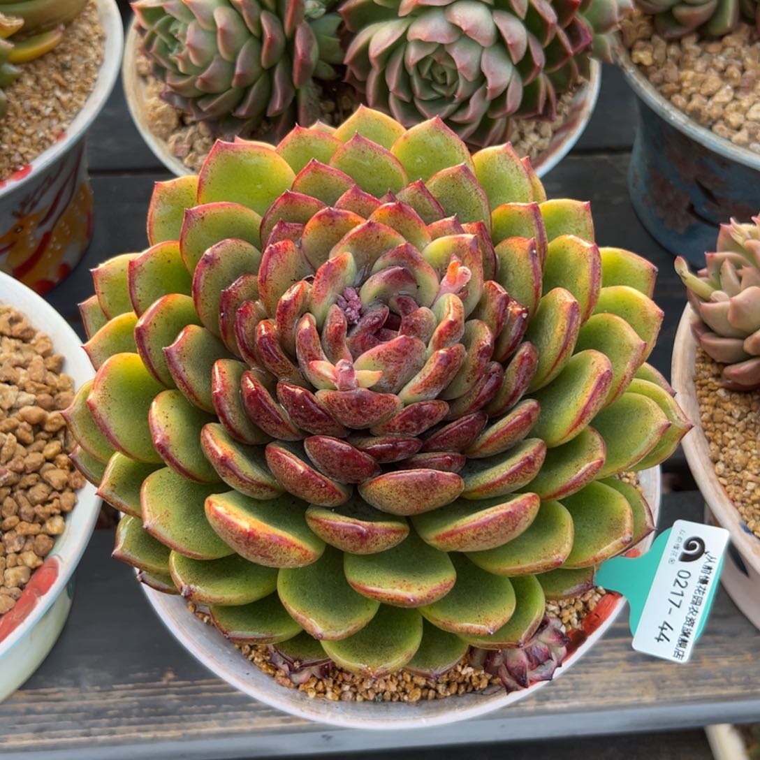 多肉一物一拍0217-44