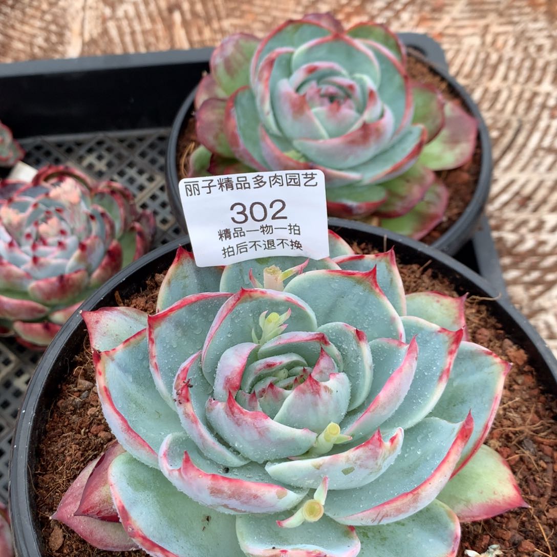 开*302惊鸿单头。尺寸12。多肉植物