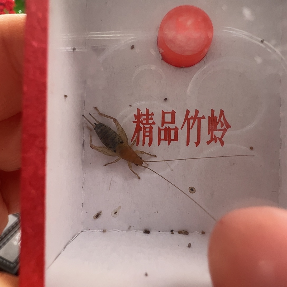 小***洲哈哈哈段尾香缤仙子一个