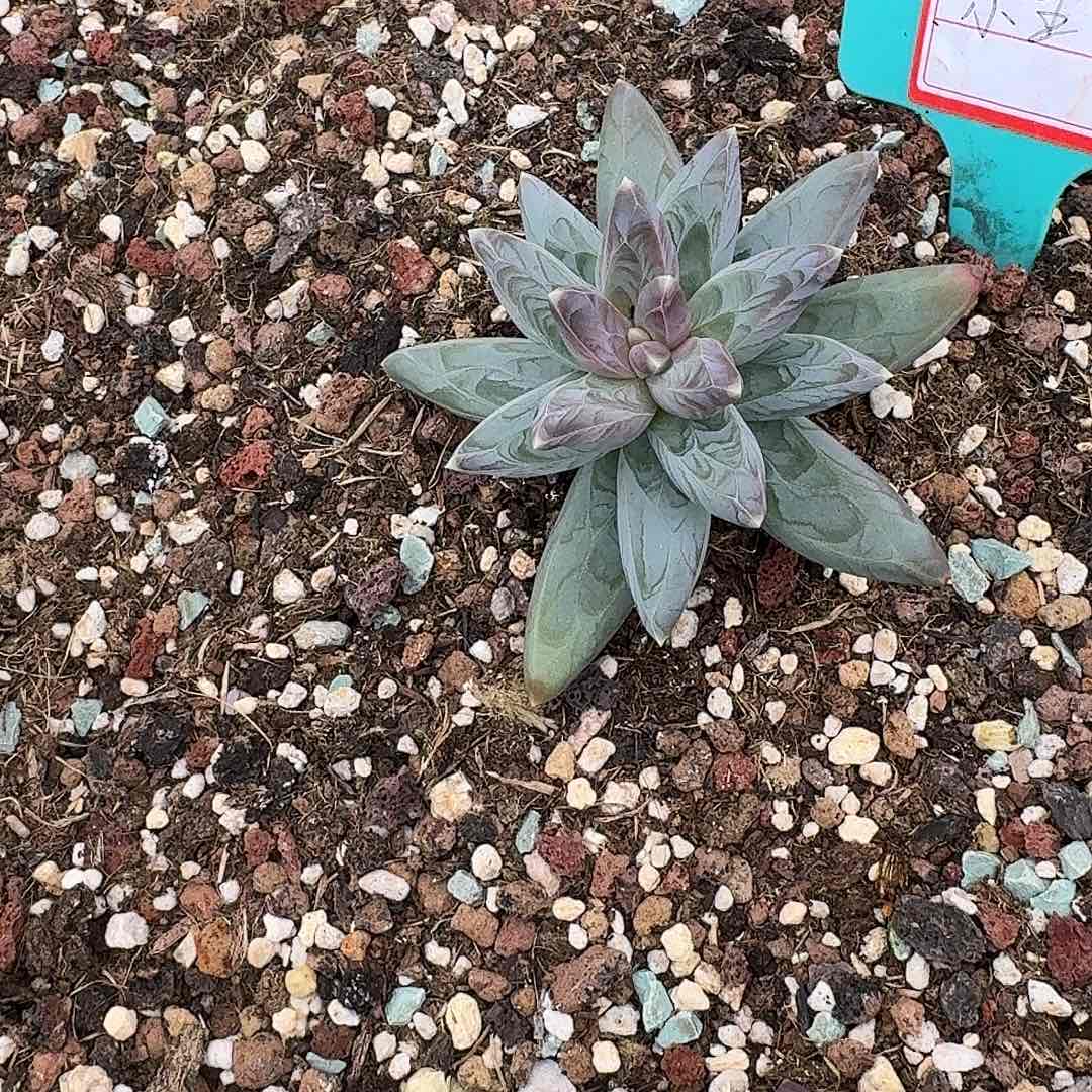 小***王小王雪戴丽一颗寄养