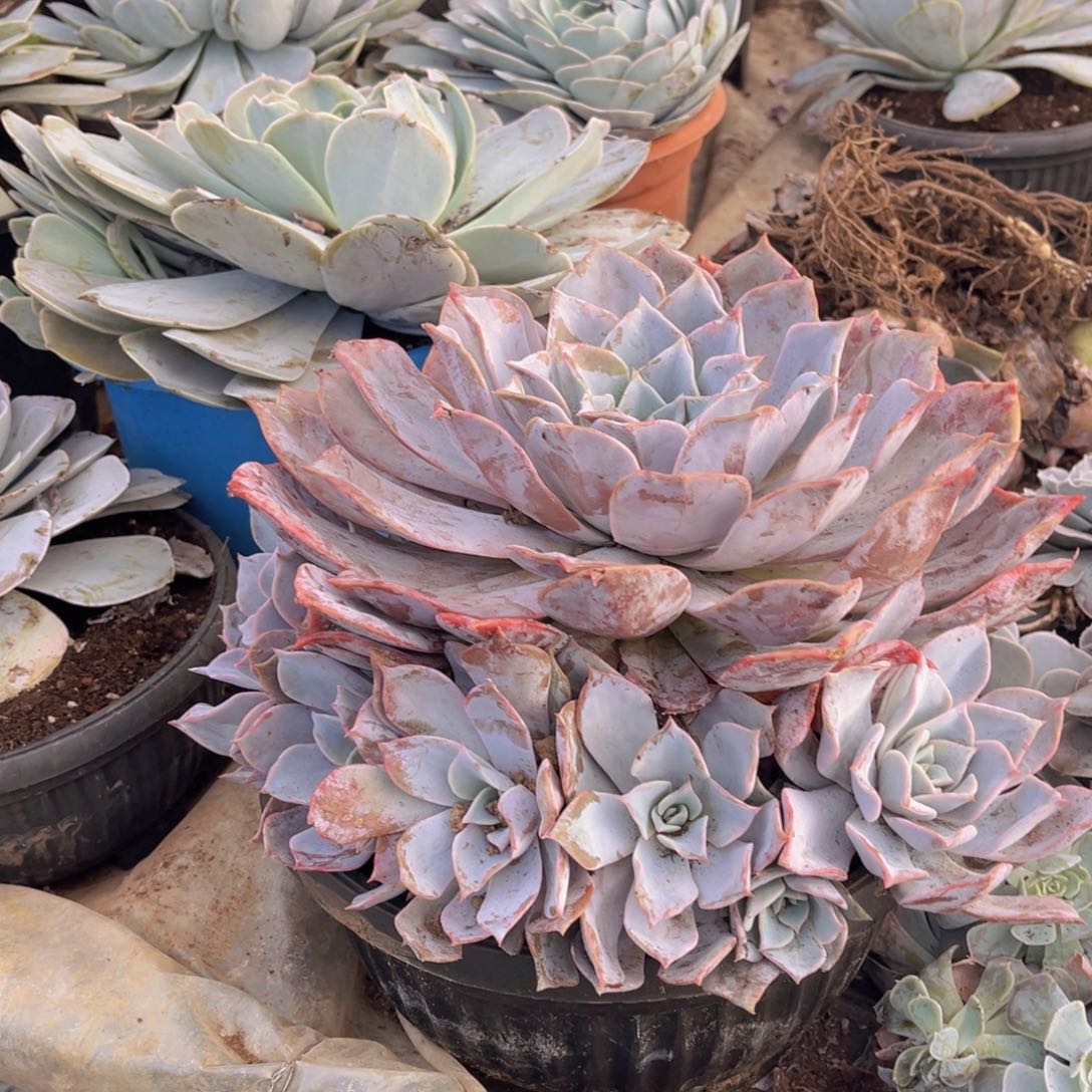 露西娜大手捧，官服30