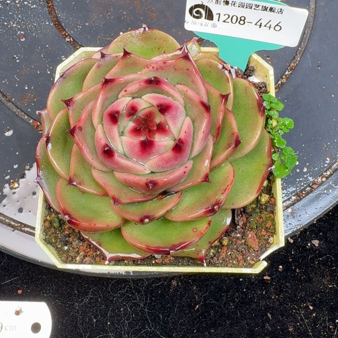 从前慢多肉精选编号1208.446