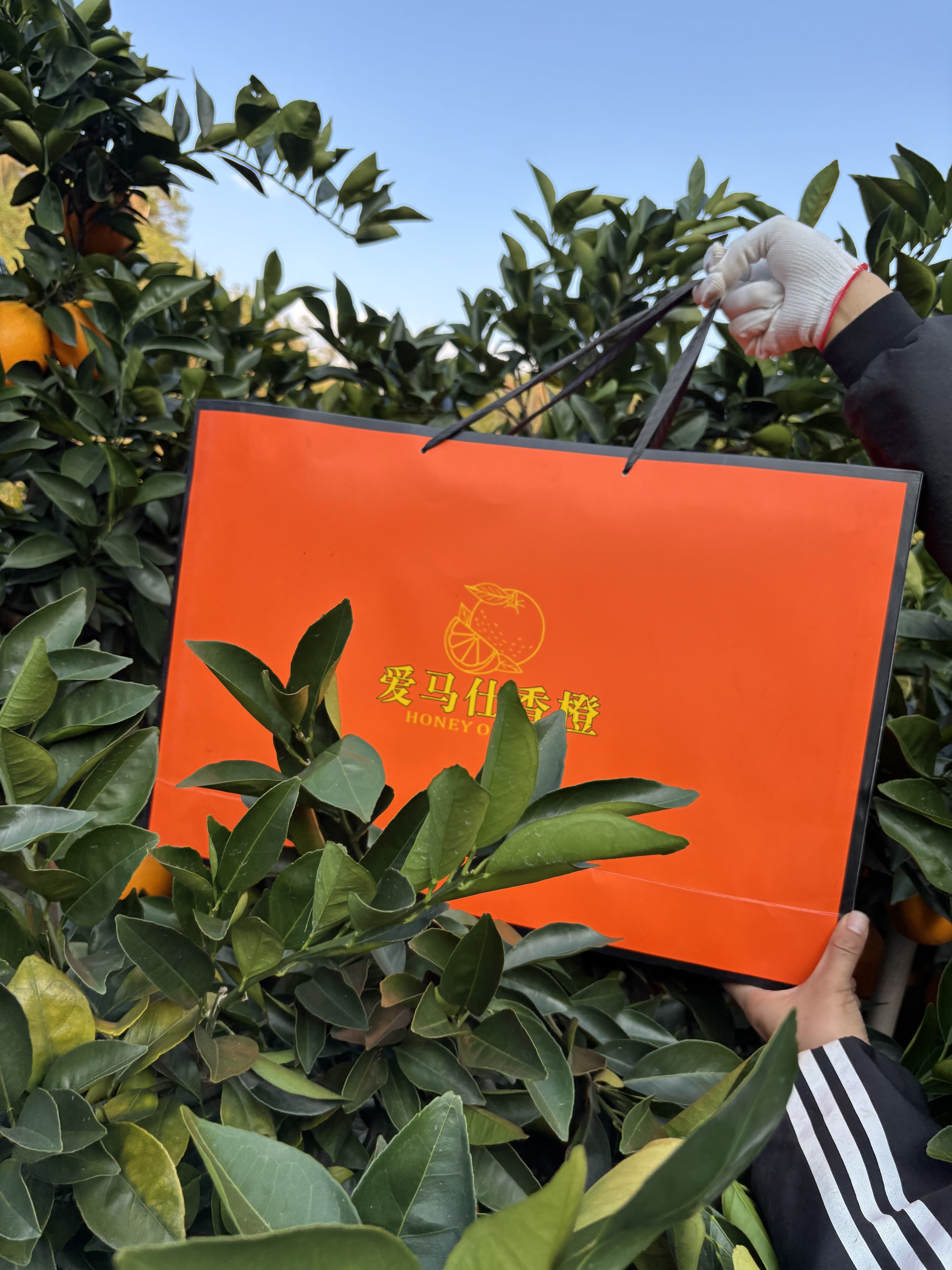 （送礼优选）江西正宗江西赣南脐橙10斤精品高端礼盒装新鲜果园直发