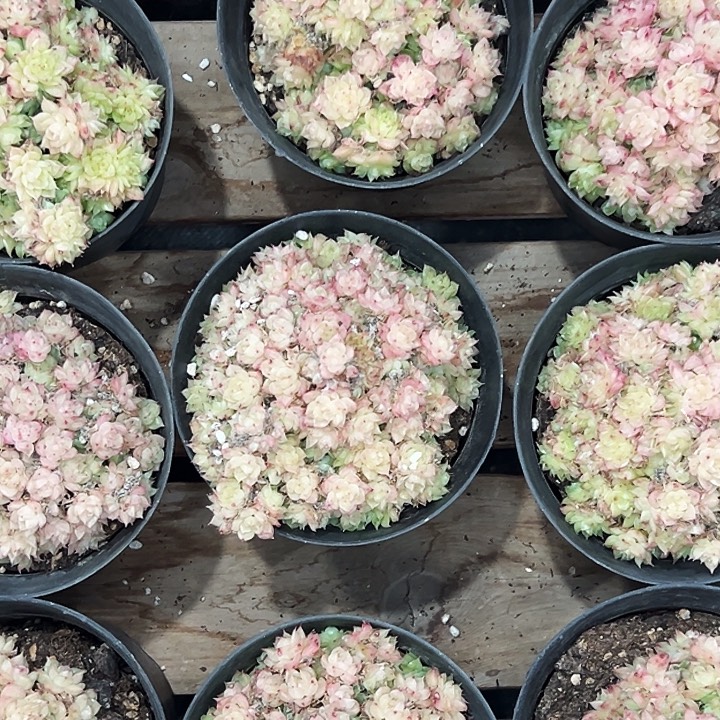 团074号。  绿油麦杆