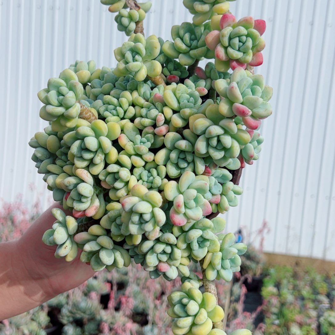 劳尔整装整群老桩