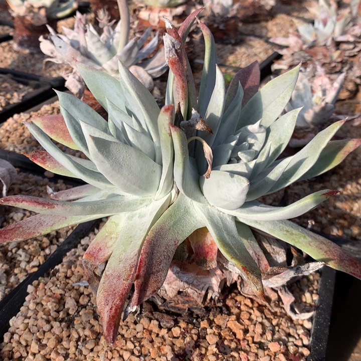 塞丽娜，2月8日发货