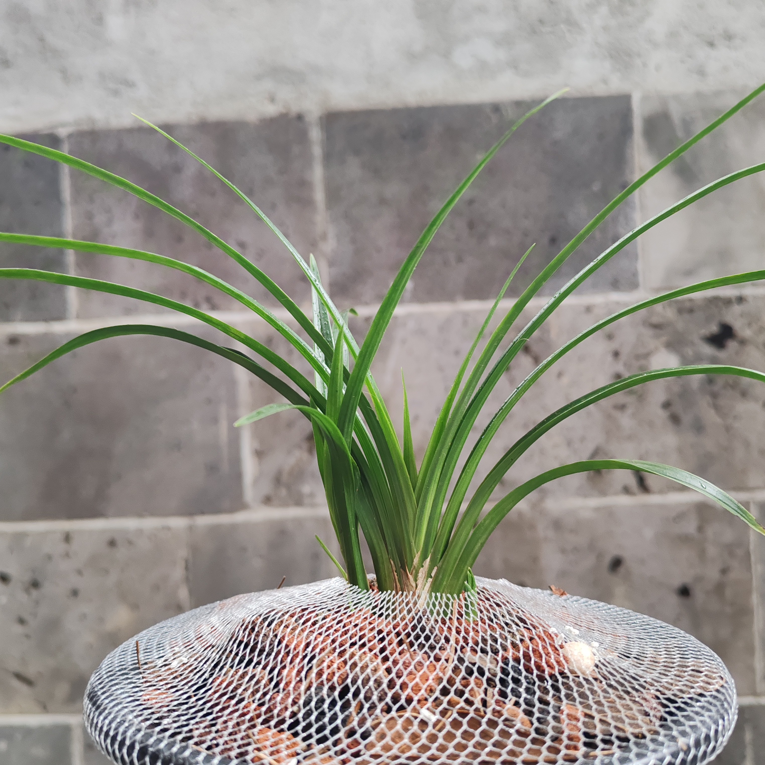 春兰老品种宋梅原种室内花卉兰花苗资源草