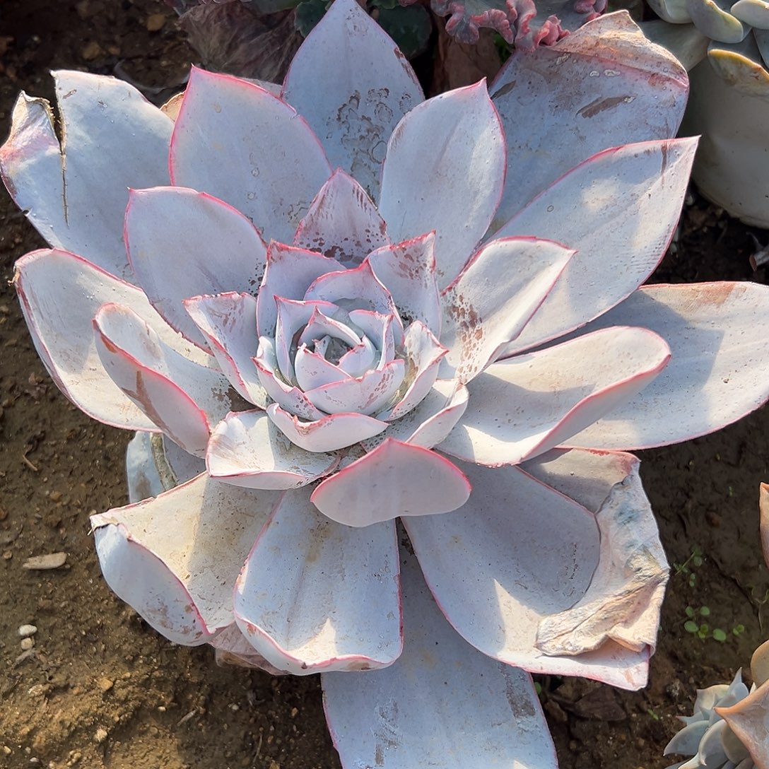 多肉植物广寒宫单头