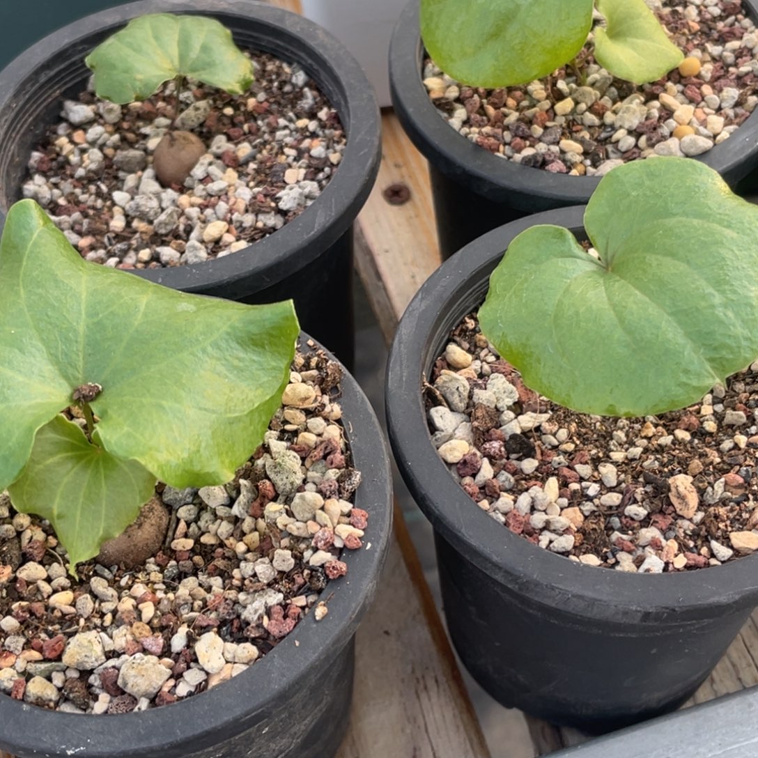 龟甲龙两年福利一组植物