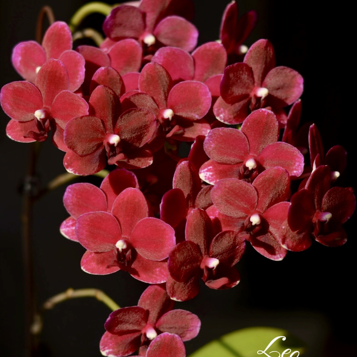丝绒蜡质花瓣【胭脂】蝴蝶兰花期超长带花发货室内盆栽