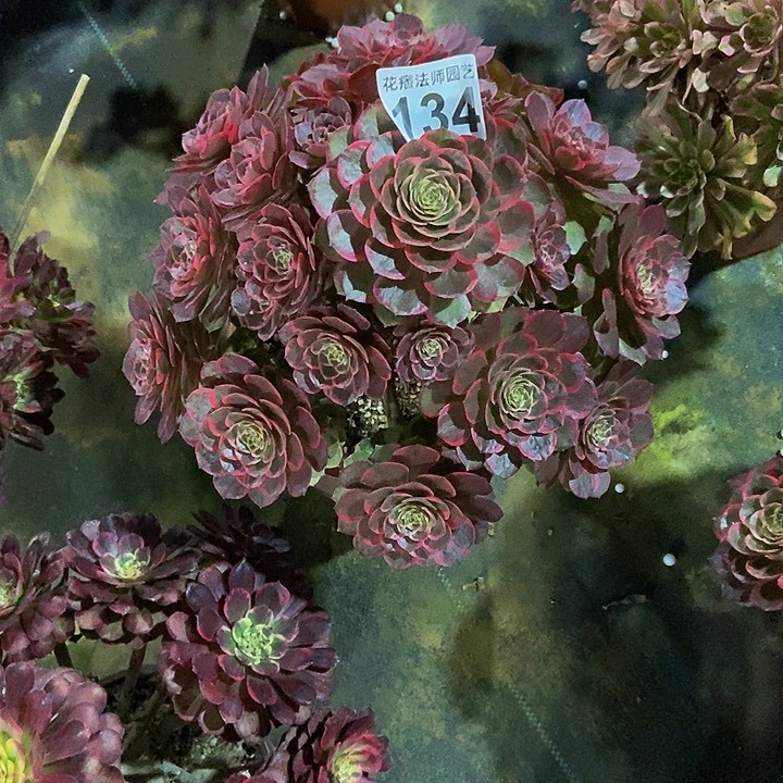 00000000000134粉花妖