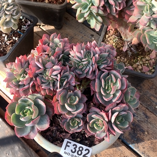 霞光缀化382 退款拉黑7-8天发货