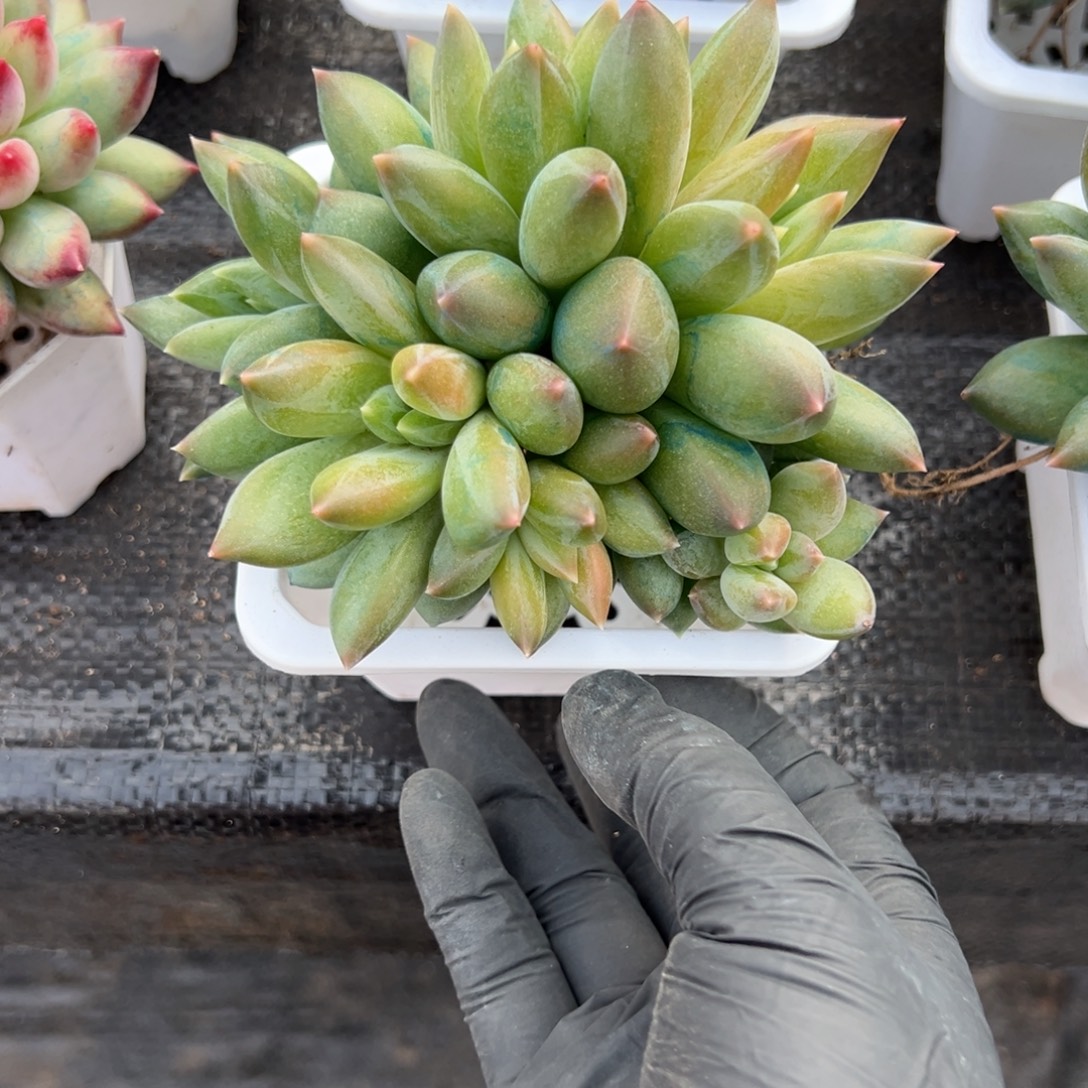 重楼多肉一物一拍