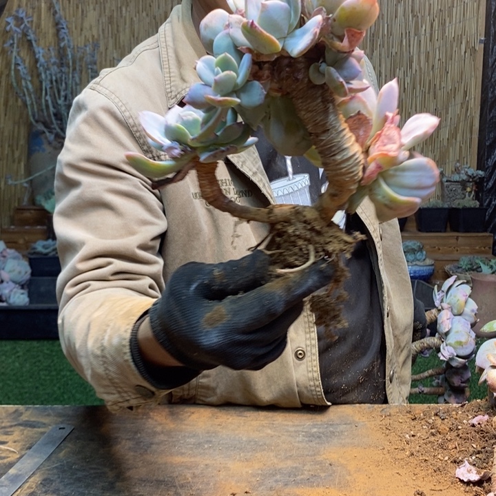 芯***熙231 号白凤多肉植物