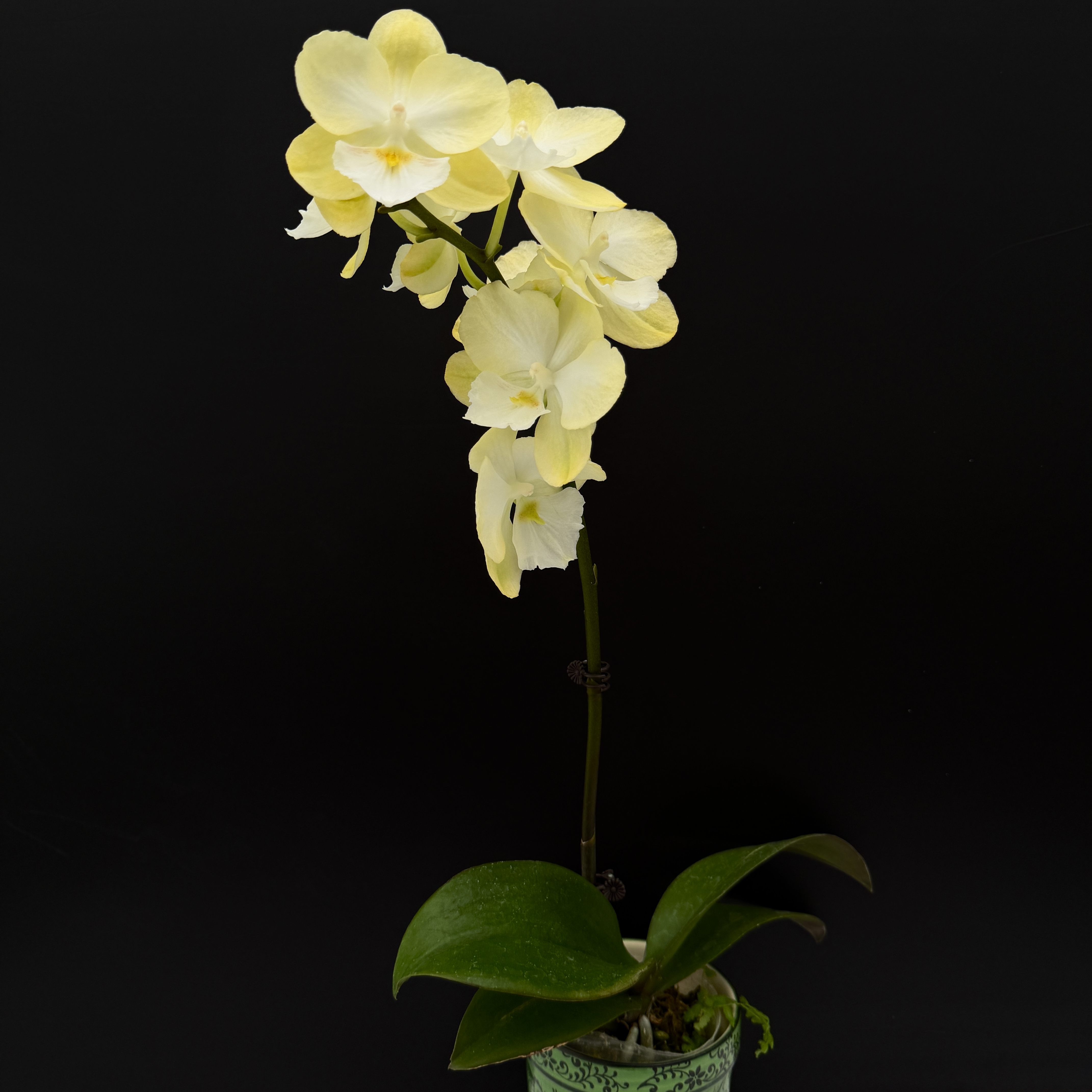 予兰花海专属（玉兔）全花3.0寸杯发货